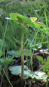 Alternate Golden Saxifrage