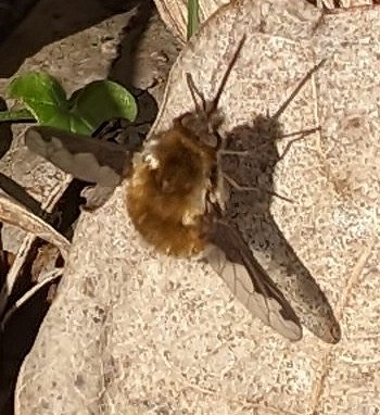 Bee-fly