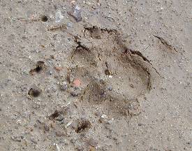 badger footprint
