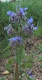 borage