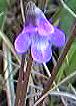 butterwort
