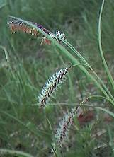 Glaucous sedge