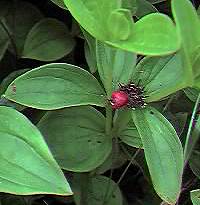 Dwarf Cornel