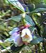 cowberry flower detail