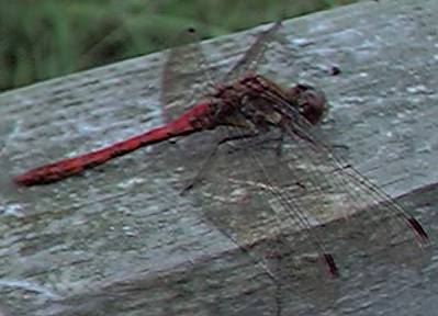 Darter dragonfly