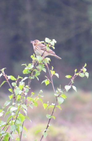 Tree pipit
