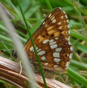duke of burgundy underside
