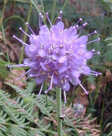 devil's bit scabious