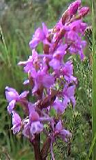 Fragrant Orchid