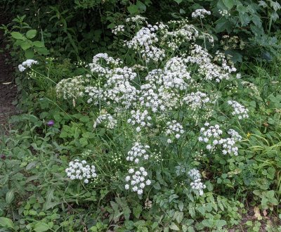 Greater burnet saxifrage