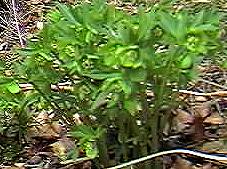 Green hellebore