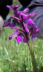 Green winged orchid