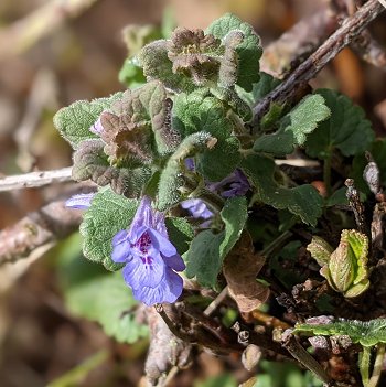 Ground ivy Glechoma hederacea