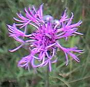 Great knapweed