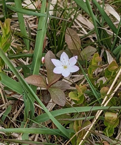 Chickweed wintergreen Lysimachia trientalis