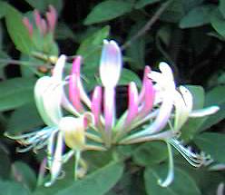 Honeysuckle detail