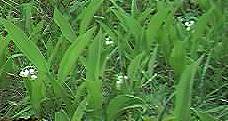 Lily-of-the-Valley