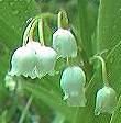 Lily-of-the-Valley