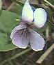 Marsh violet