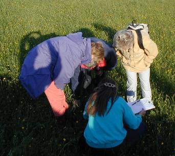 botanists examining small flowers