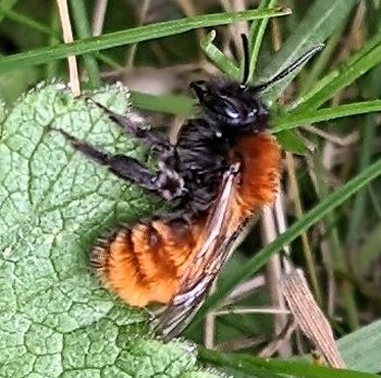 Tawny mining bee Andrena fulva (female)