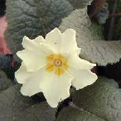Primrose