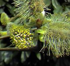 Pussy Willow