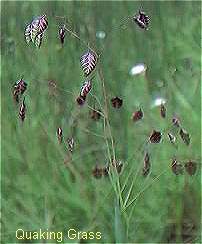 quaking grass