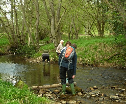 looking for mayfly larvae