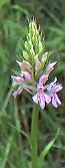 spotted orchid
