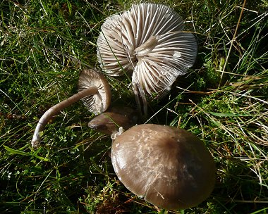 Slimy waxcap Hygrocybe irrigata