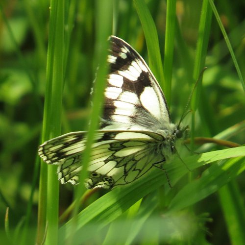 marbled white butterfly